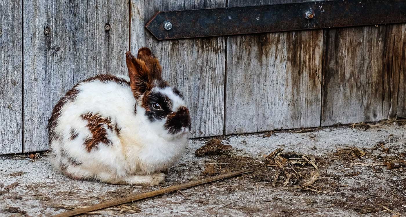 rabbit outside hutch